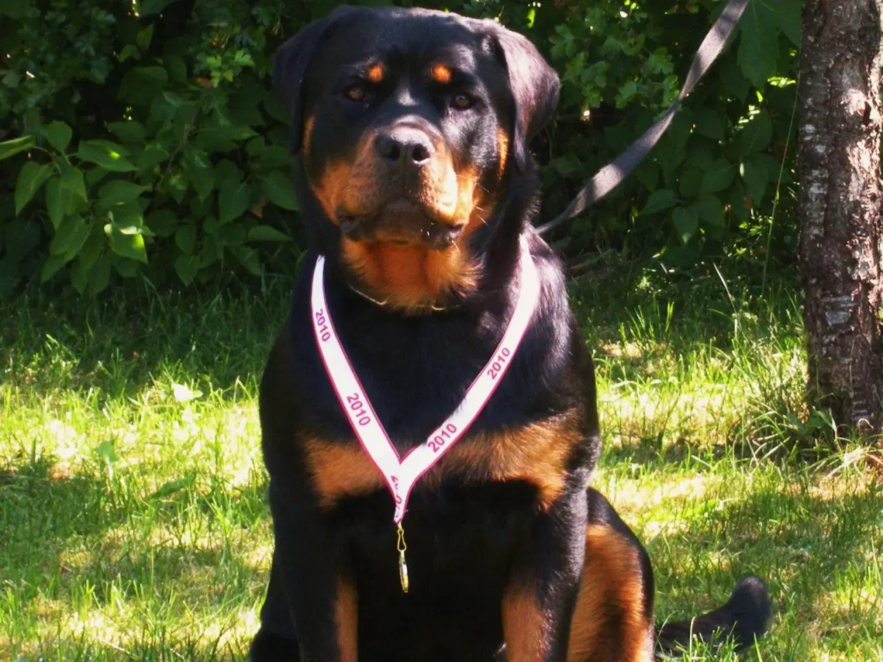 Billede 11 - 5 mdr rottweiler hanner af den gl tunge type