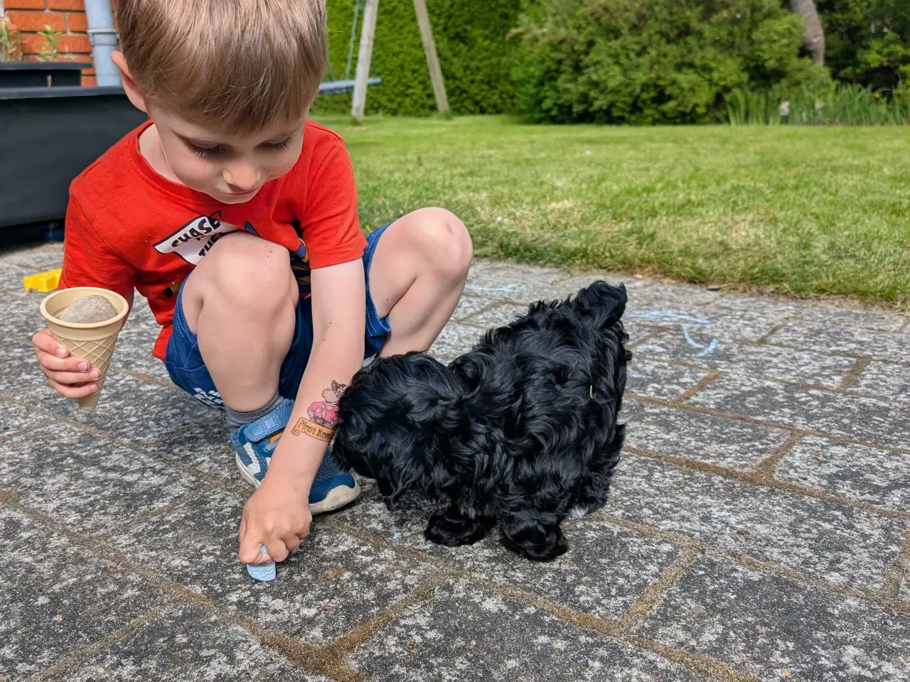 Billede 4 - Rumle og børste - Maltipoo