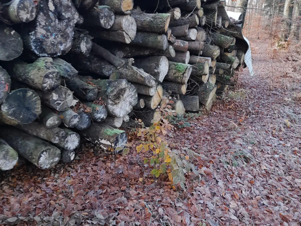 Billede 1 - Bøg og Eg brænde