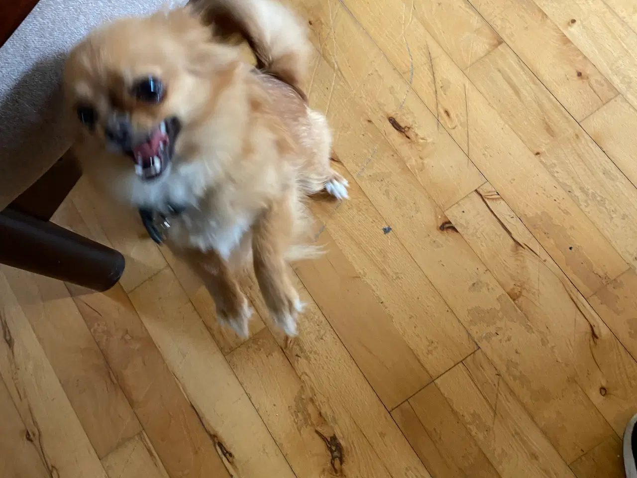 Billede 3 - Sød lille hund 