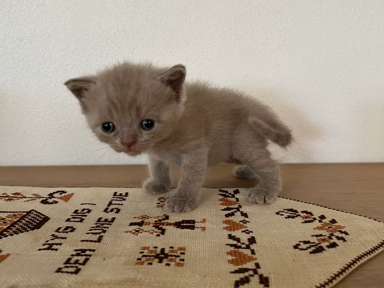 Billede 3 - British shorthair hun killing sælges