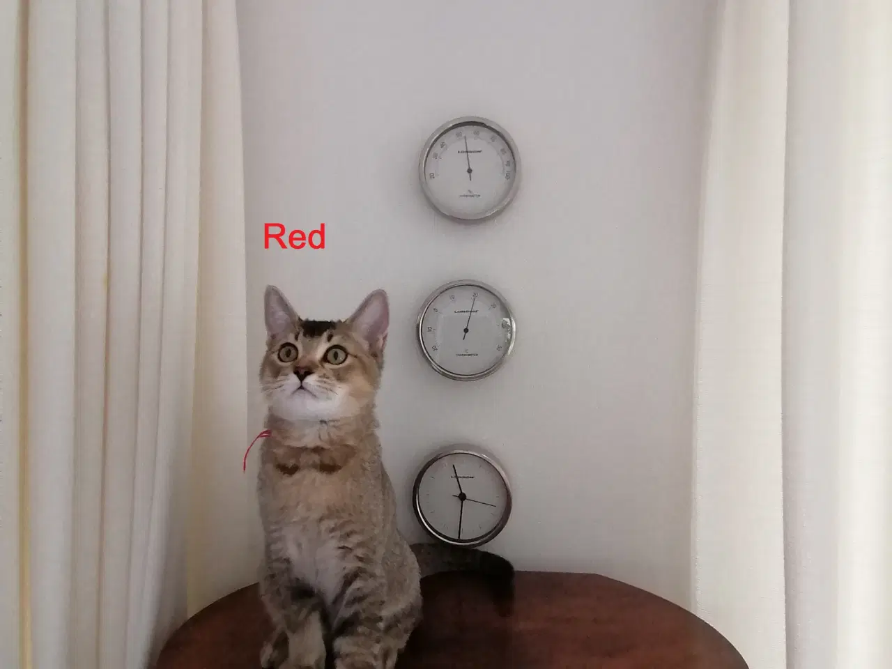 Billede 4 - Killinger Russian Blue/British shorthair