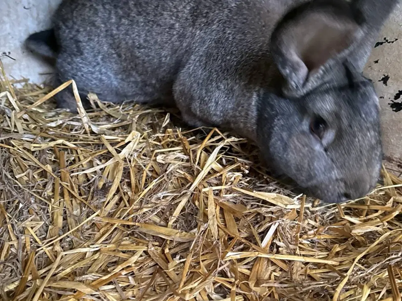 Billede 3 - Belgisk/tysk kæmpe hankanin til salg i 6818