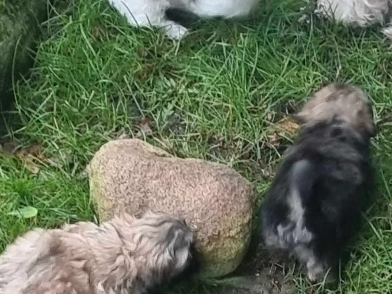 Billede 15 - Smuk dreng tilbyder parring