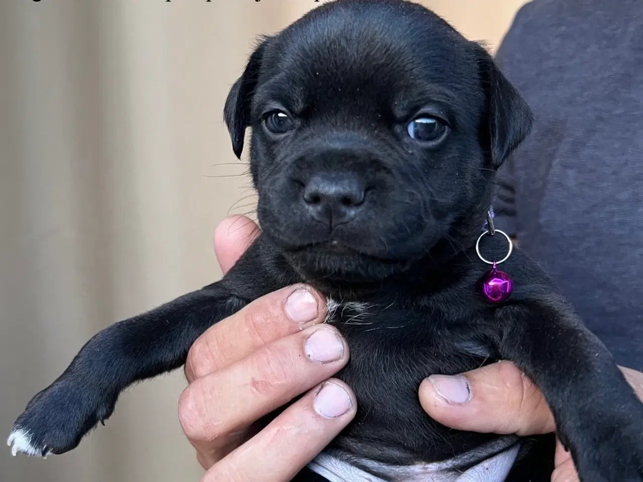 Billede 6 - Staffordshire Bull terrier