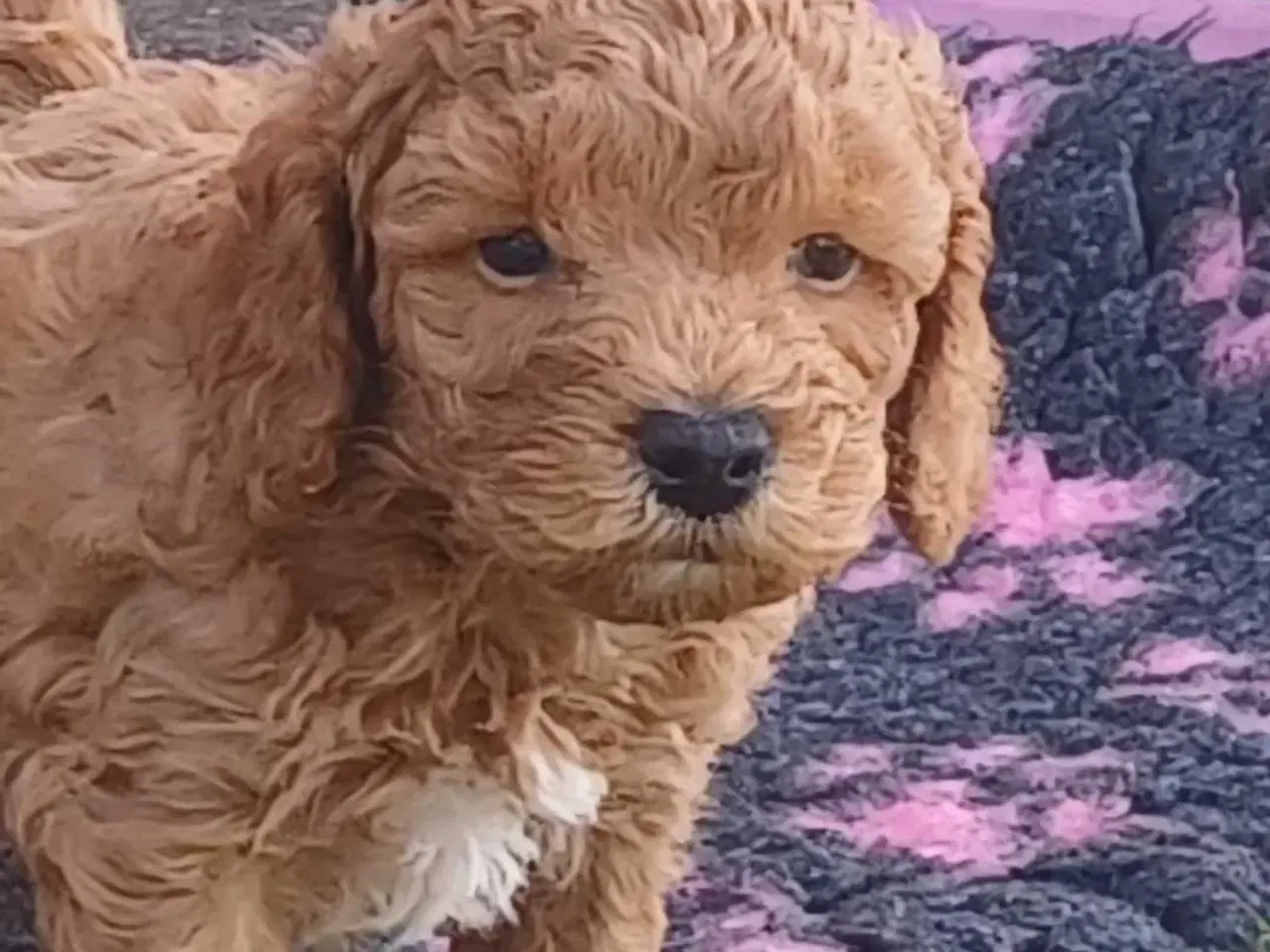 Billede 13 - Doodle hvalpe