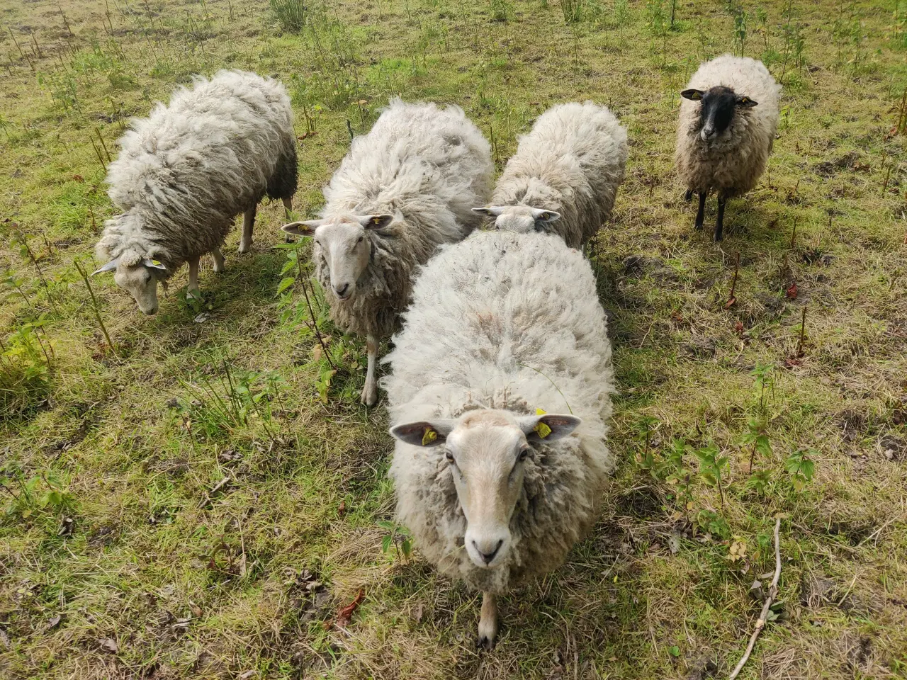 Billede 1 - 5 stk Texel blanding 