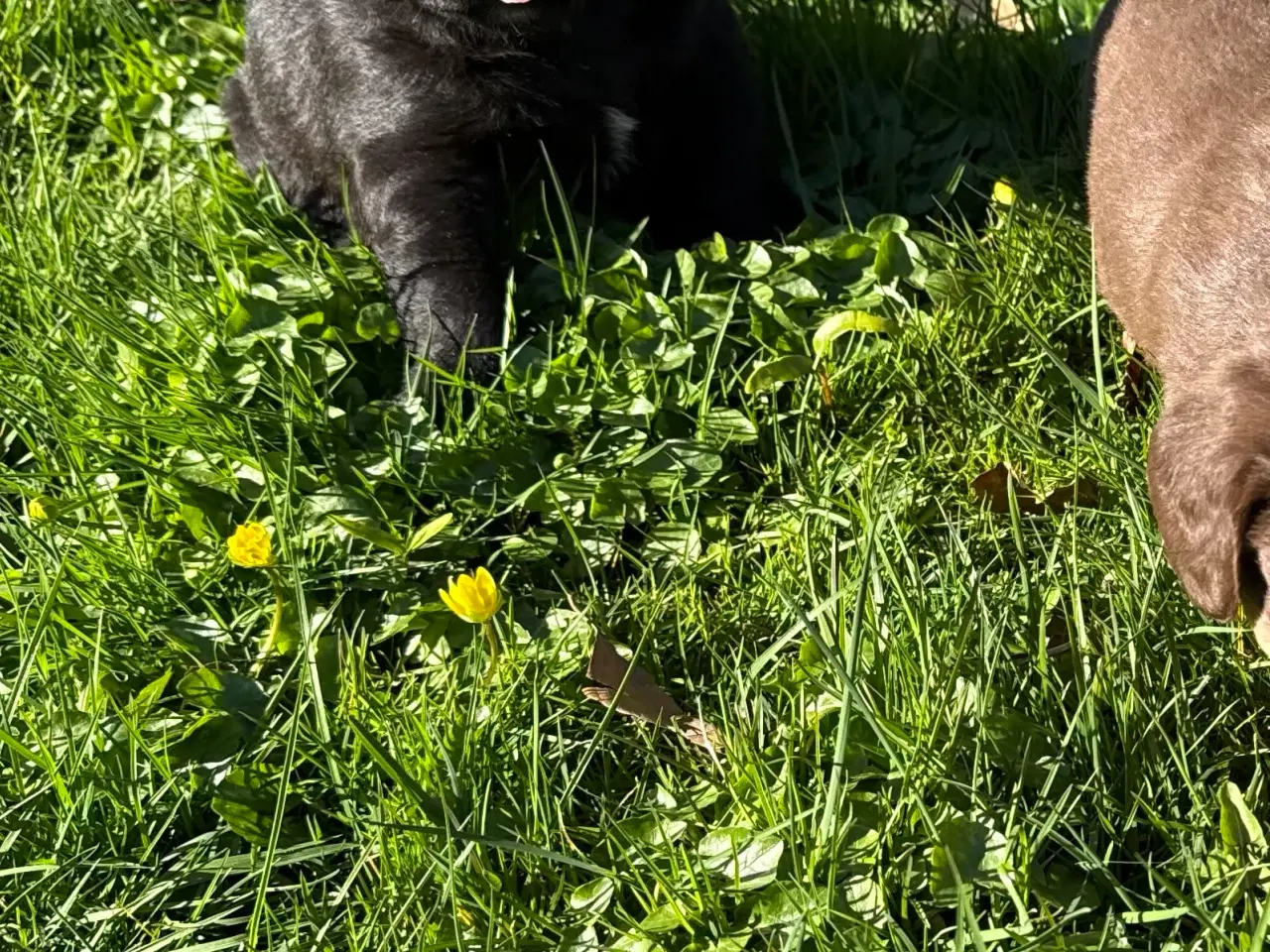 Billede 2 - Skøn hanhund søger nyt hjem