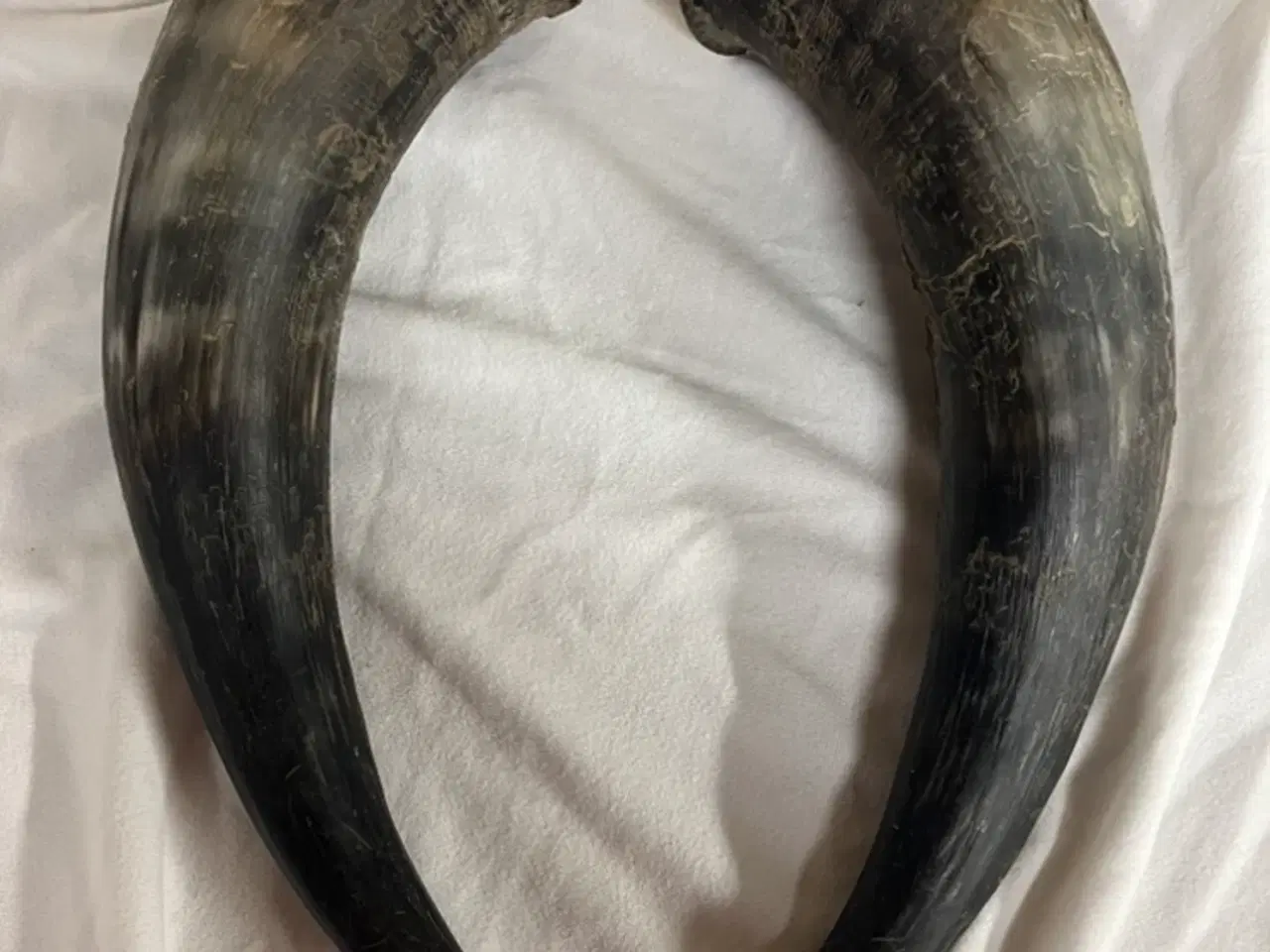 Billede 4 - Fine horn / kohorn 