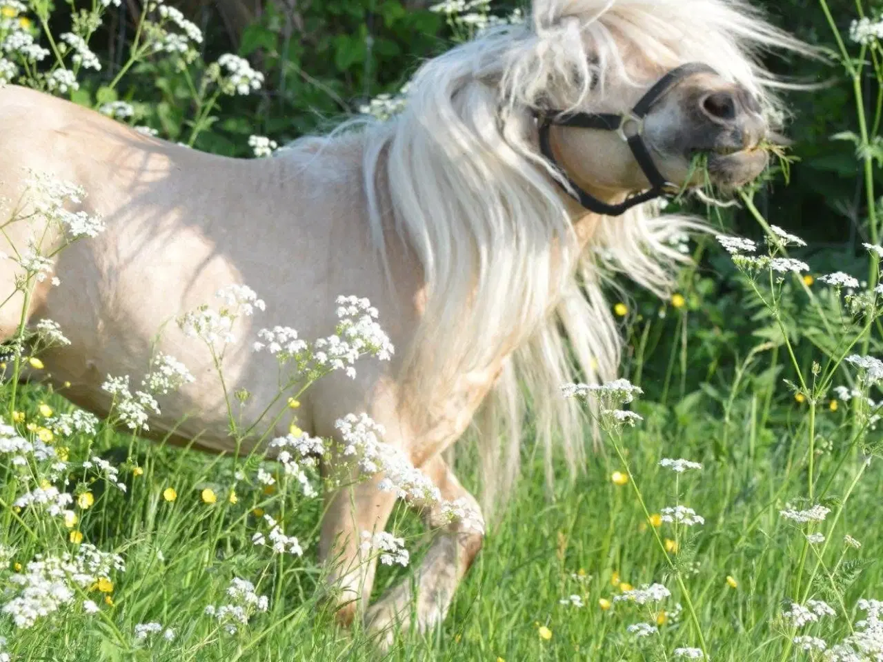 Billede 6 - Albert mini palomino 