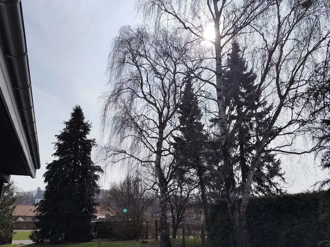 Billede 3 - Gratis brænde: Fælg selv