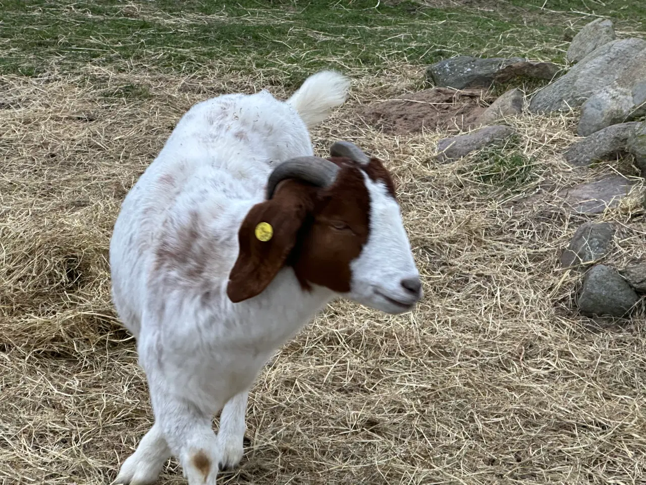 Billede 4 - Boer geder kastrater 2-4 år