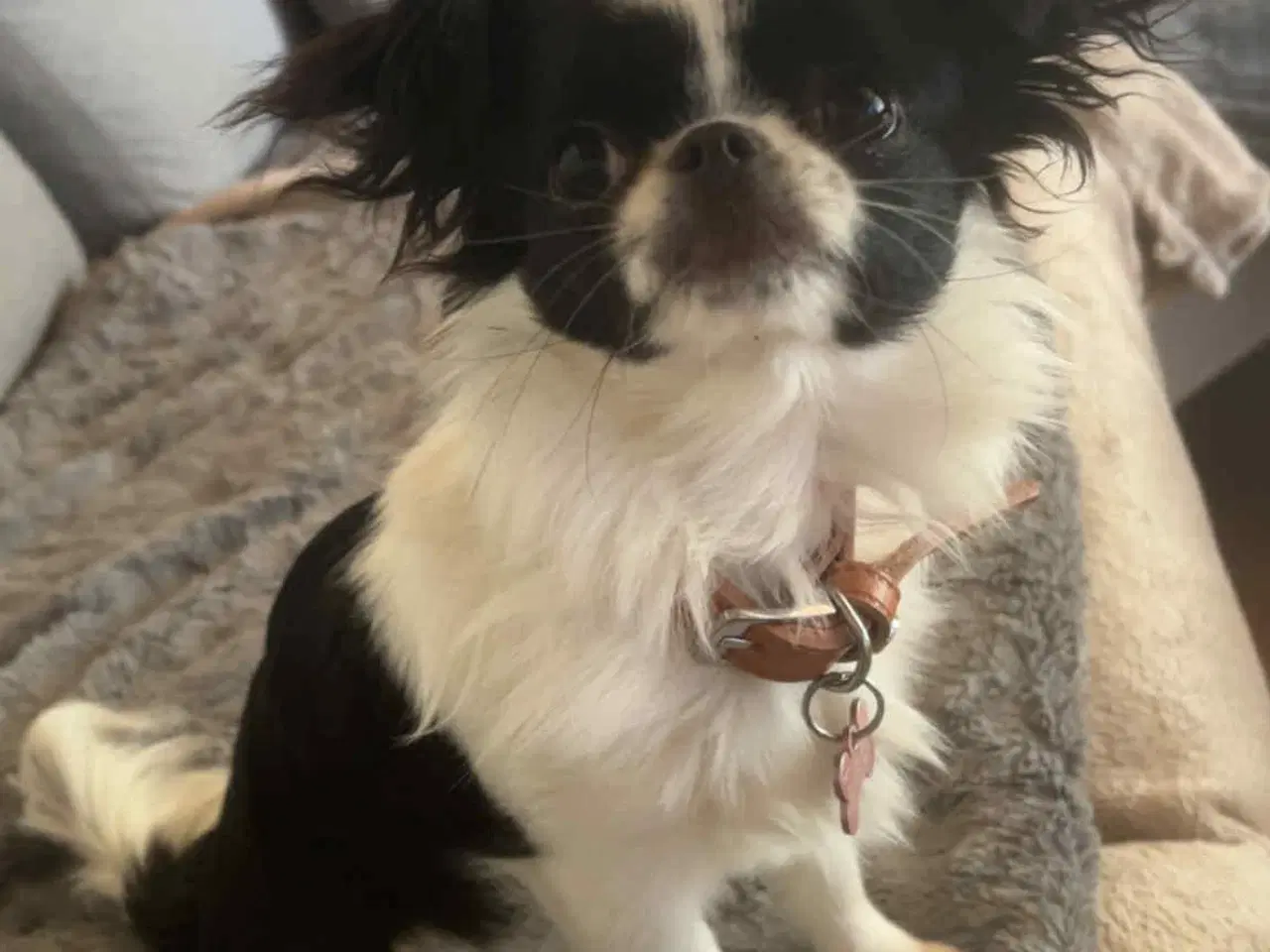 Billede 4 - Chihuahua/japanese chin blandning