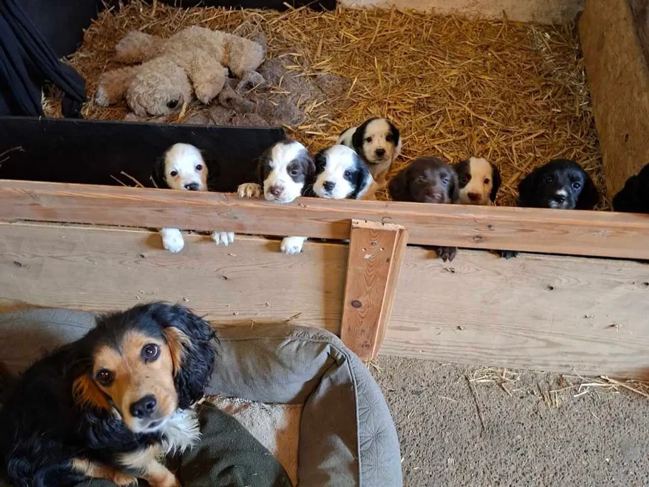 Billede 1 - FT cocker spaniel 