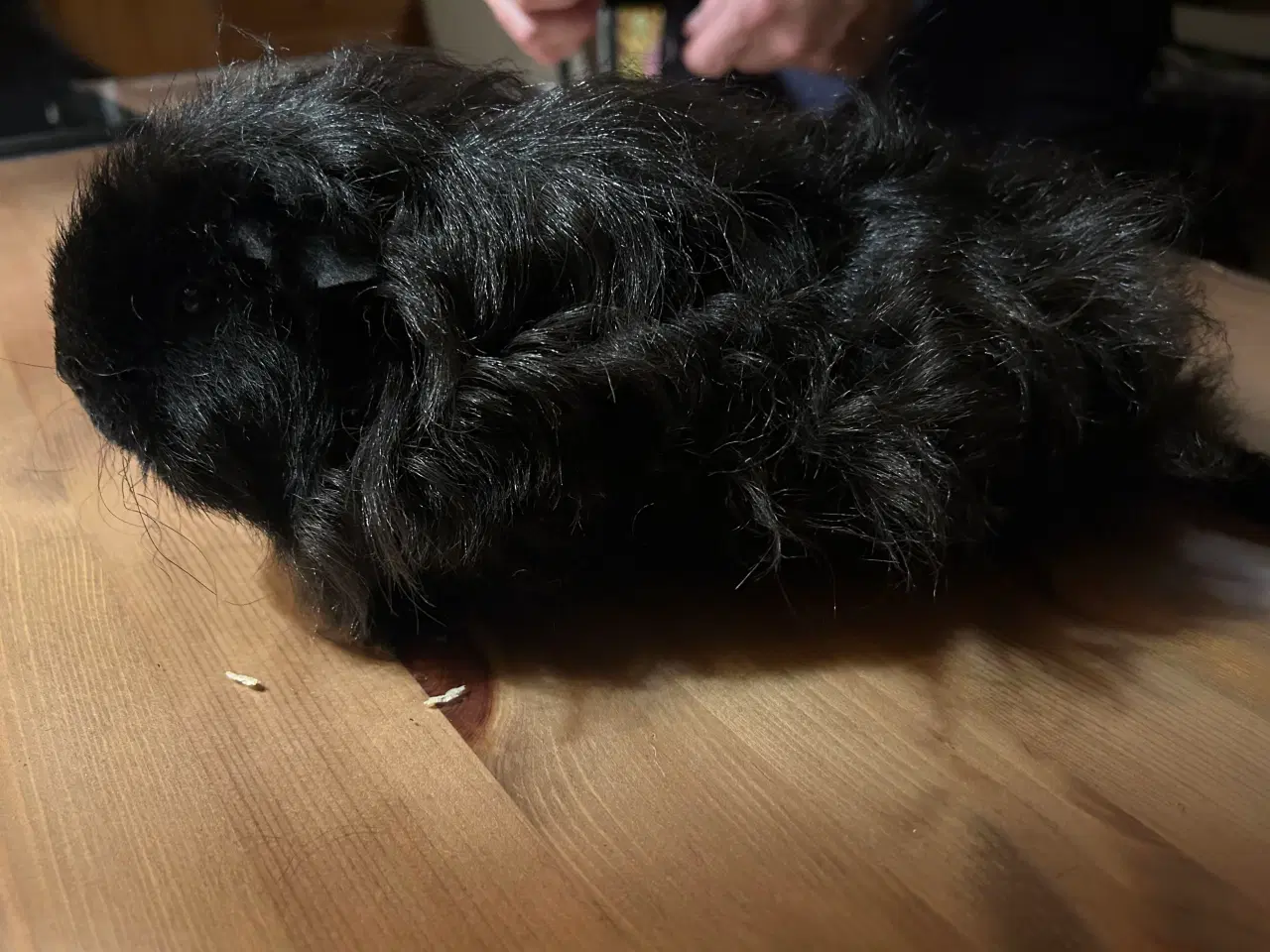 Billede 4 - Langhåret marsvin med stamtavle