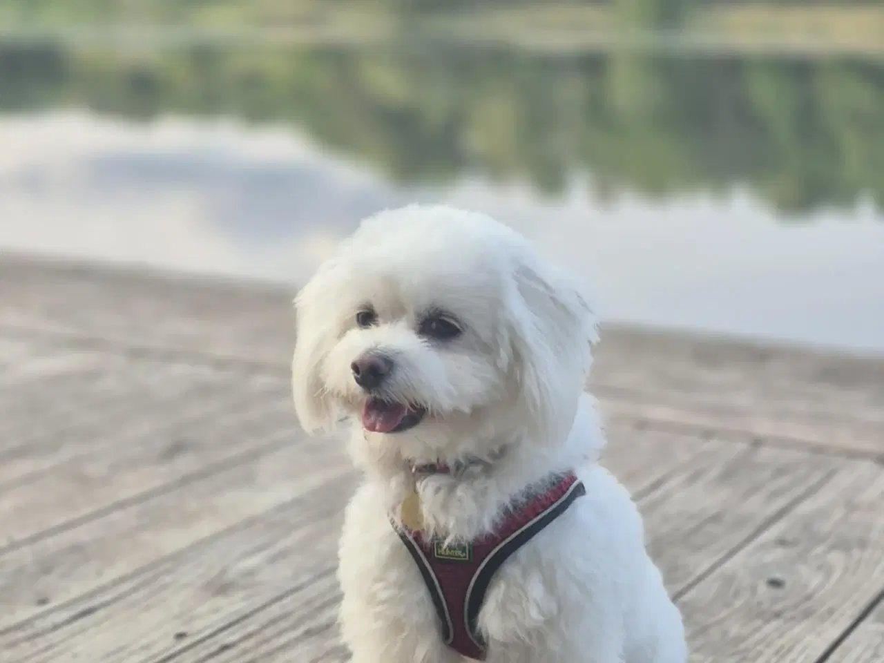 Billede 3 - Bichon Maltes hanhund til parring – Horsens 