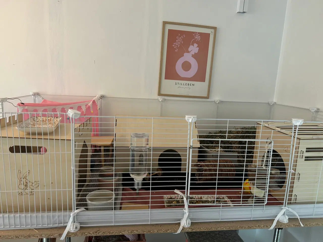 Billede 3 - Sælger to søde marsvin inklusivt buret 