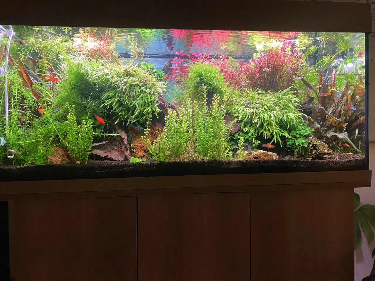 Billede 1 - Juwel Rio 180L + originalt akvariebord i lyst træ