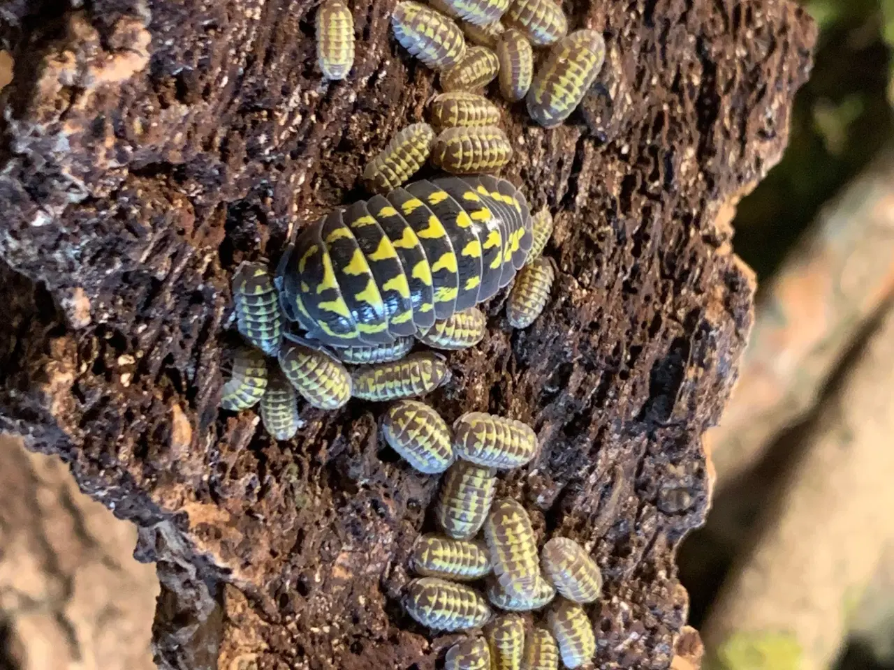 Billede 1 - Armadillidium Gestroi sælges