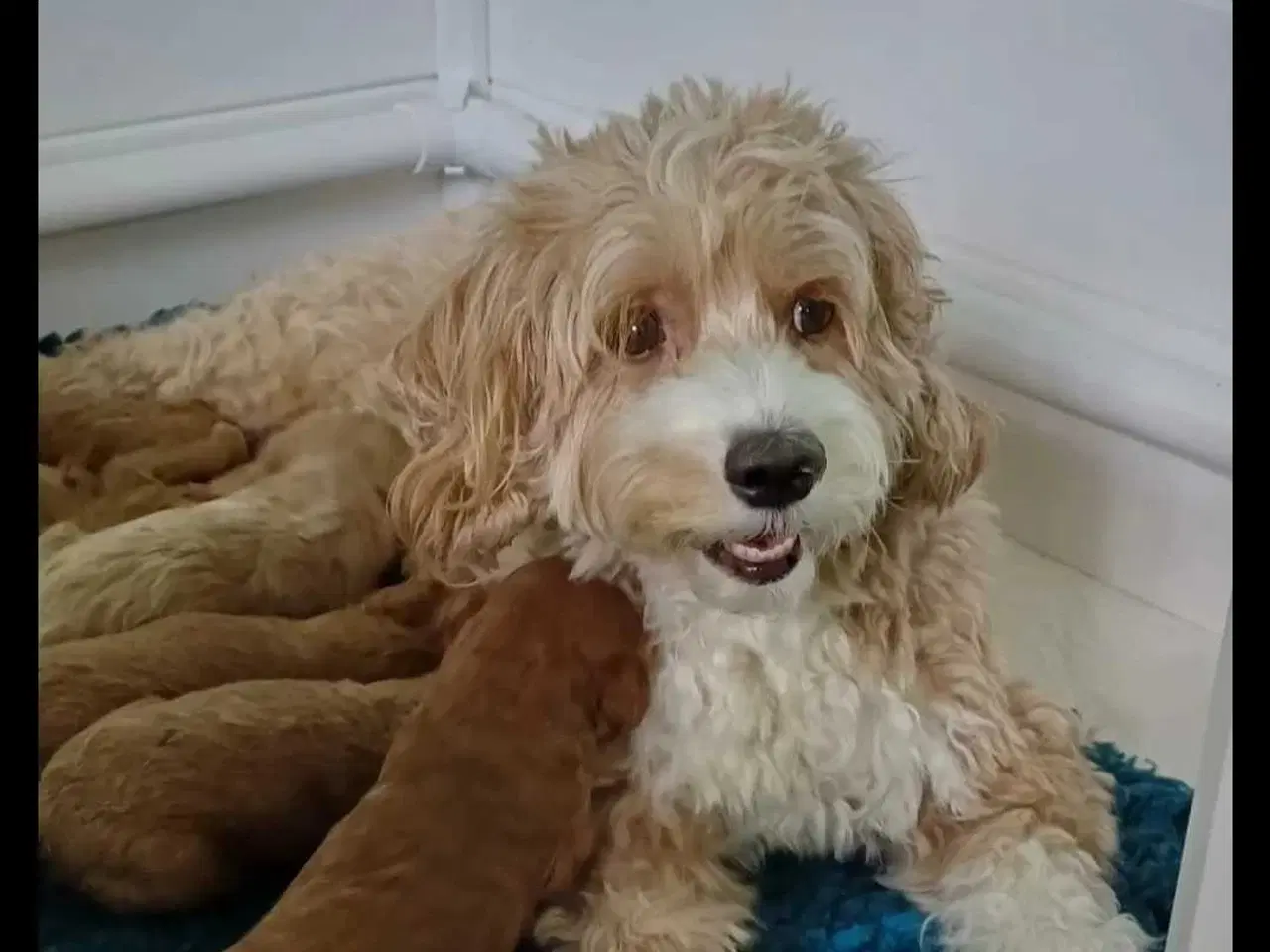 Billede 4 - Doodle hvalpe