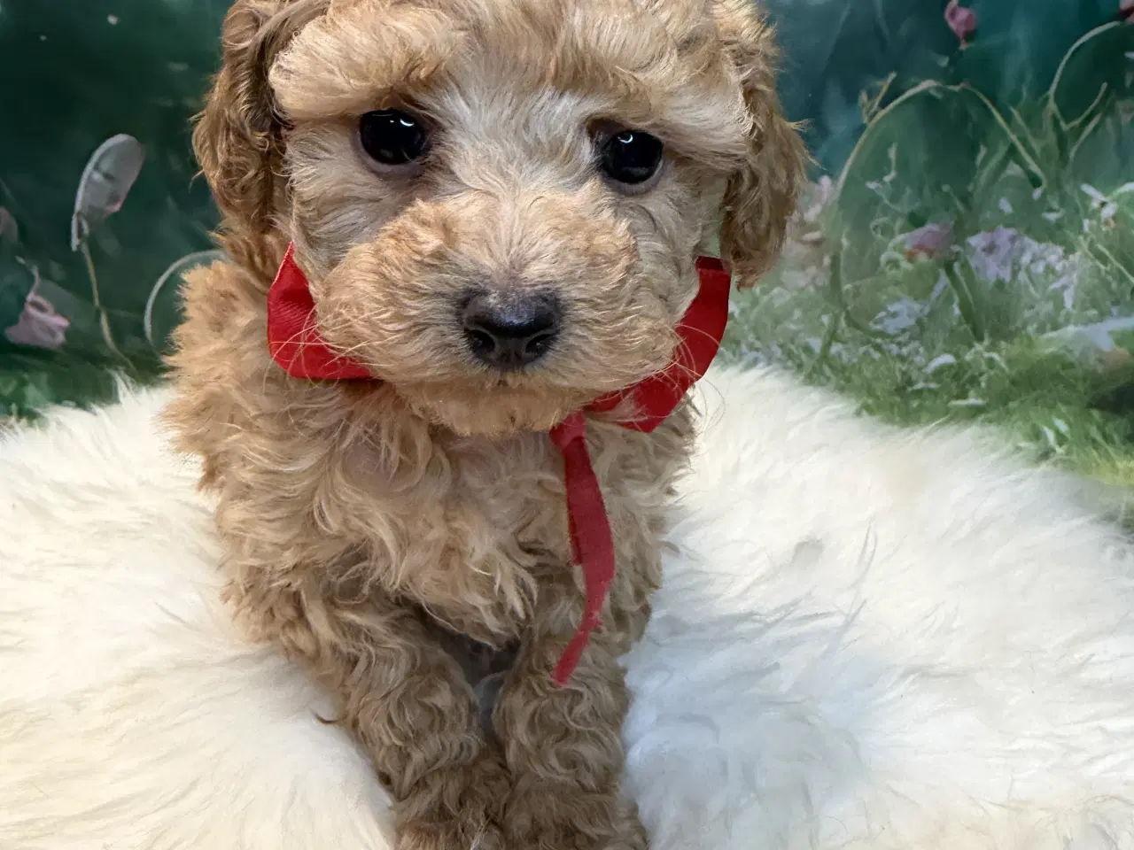 Billede 9 - 🐾✨ Skønne Maltipoo hvalpe klar juni !