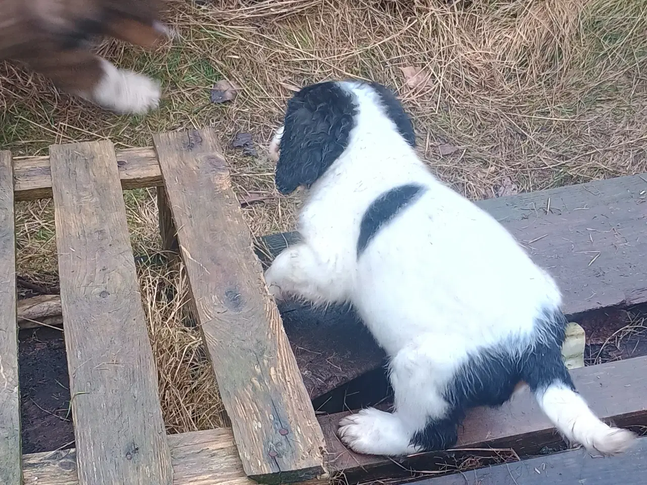 Billede 9 - Berner Sennen/Cocker Spaniel/Isl. Fårehund 