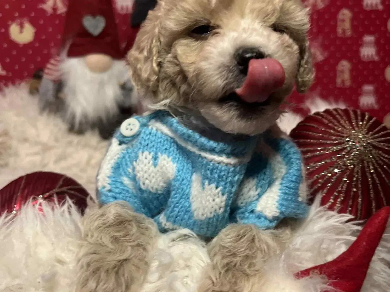 Billede 15 - Maltipoo 