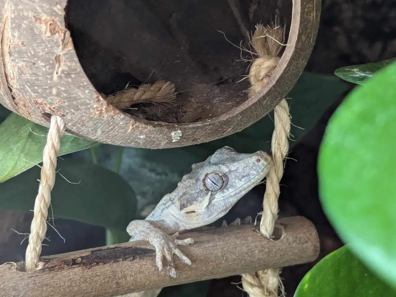 Billede 1 - Gargoyle gekko