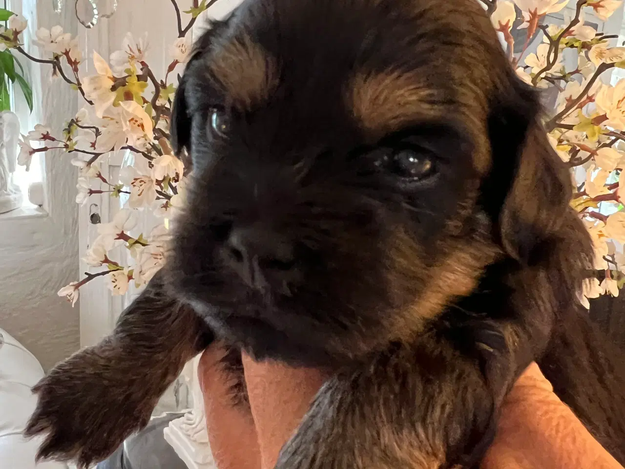 Billede 11 - Sødeste Bichon Havanais 