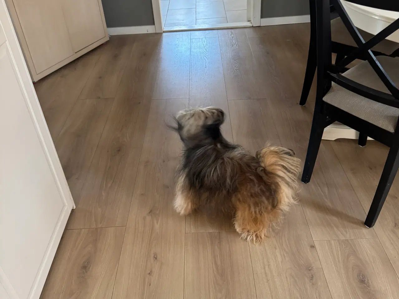 Billede 15 - Lhasa apso han 