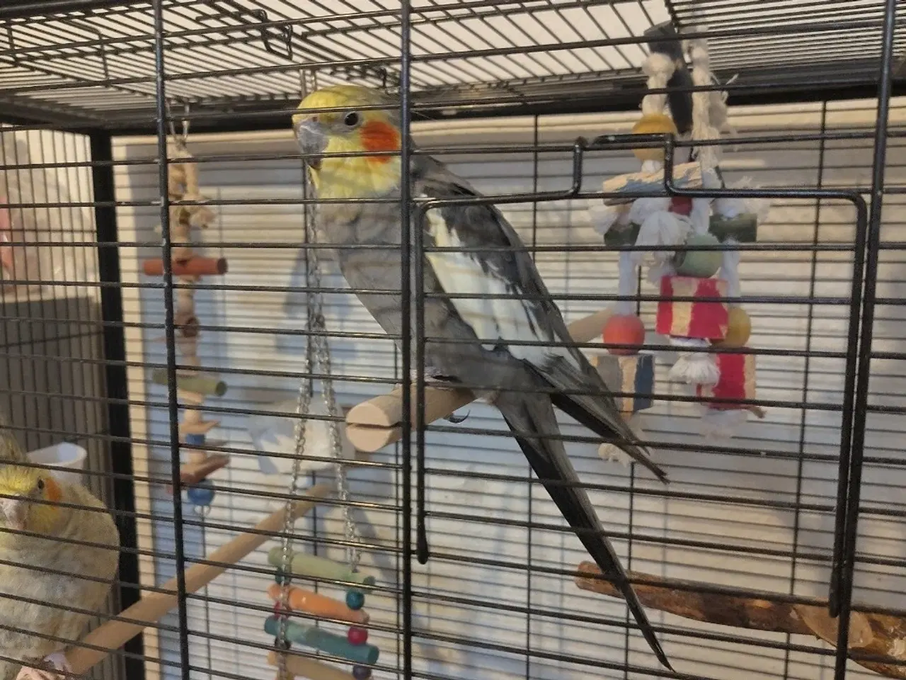 Billede 3 - Søde nymfer