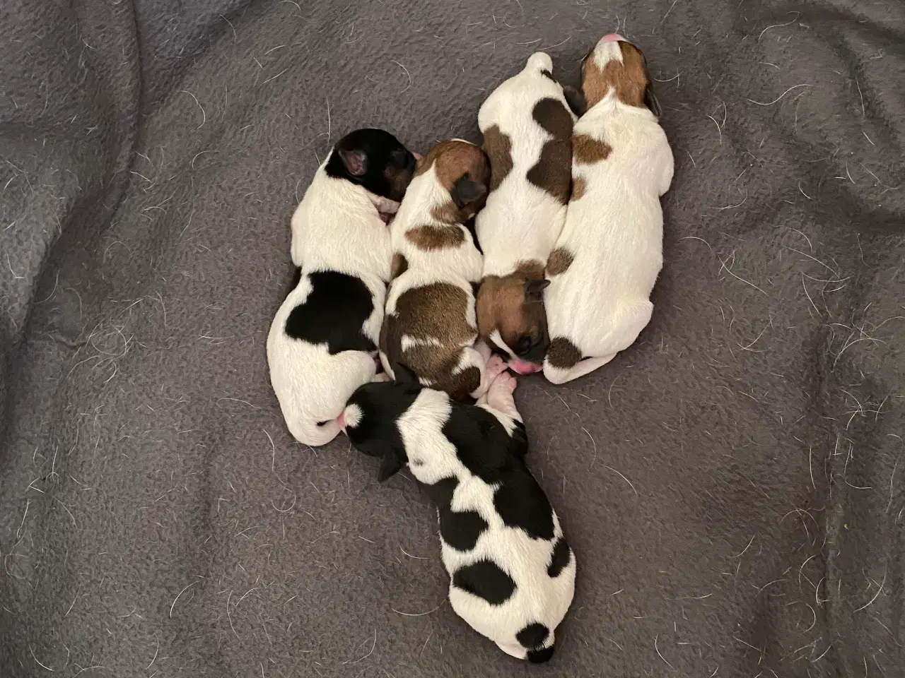 Billede 2 - Jack russel terrier 