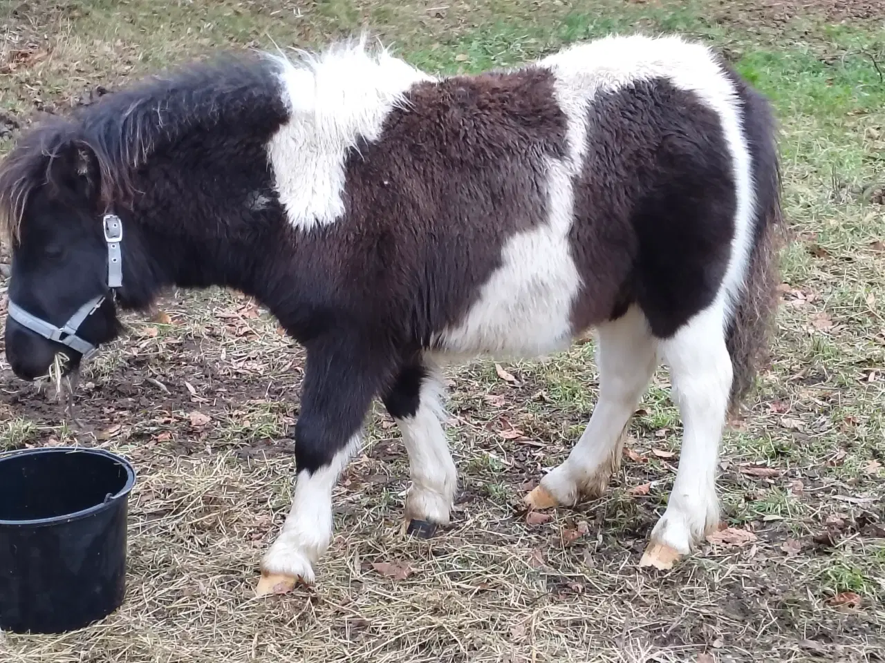 Billede 3 - Speciel farvet shetlandspony