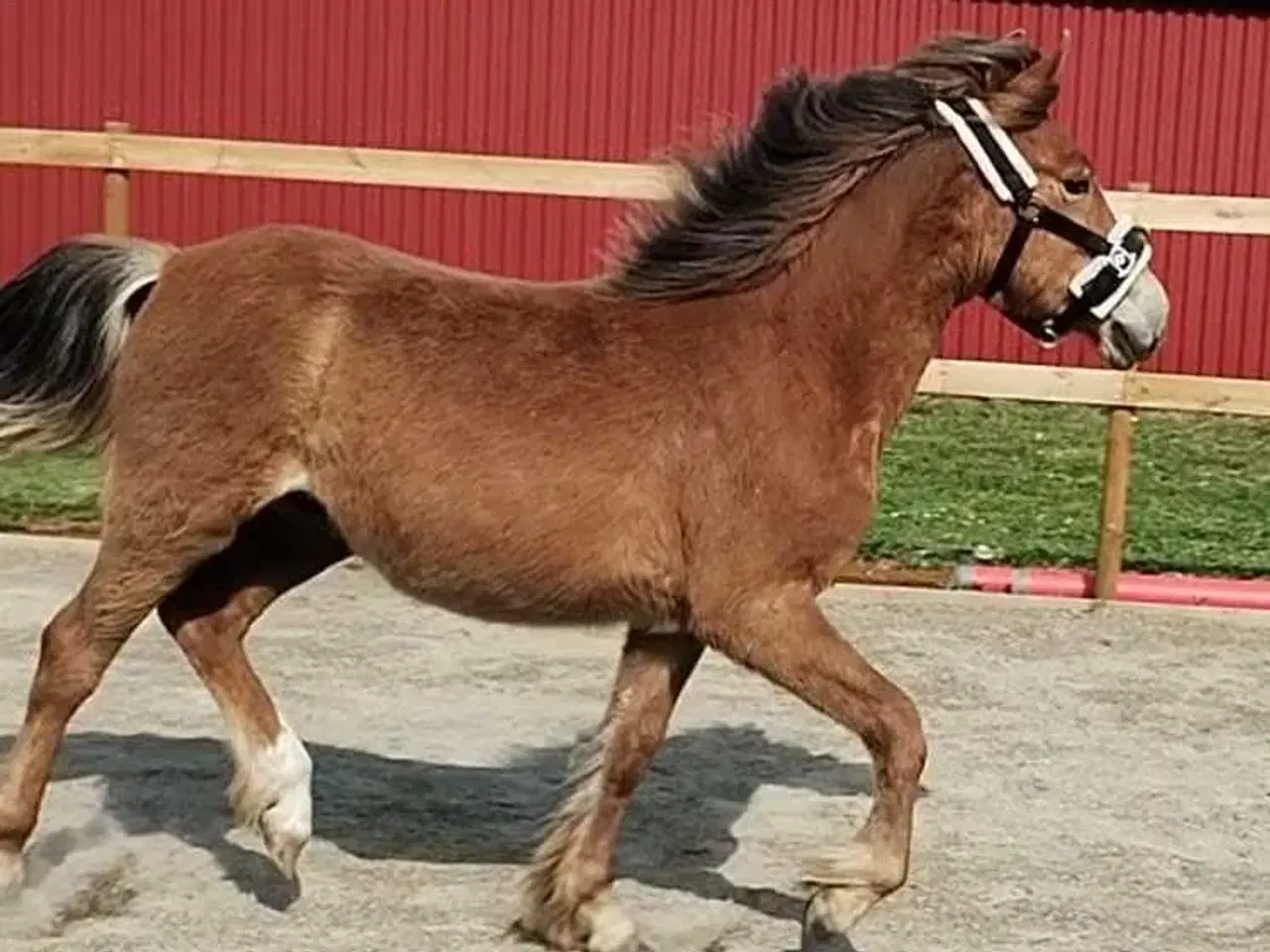 Billede 8 - Islænder/Tinker