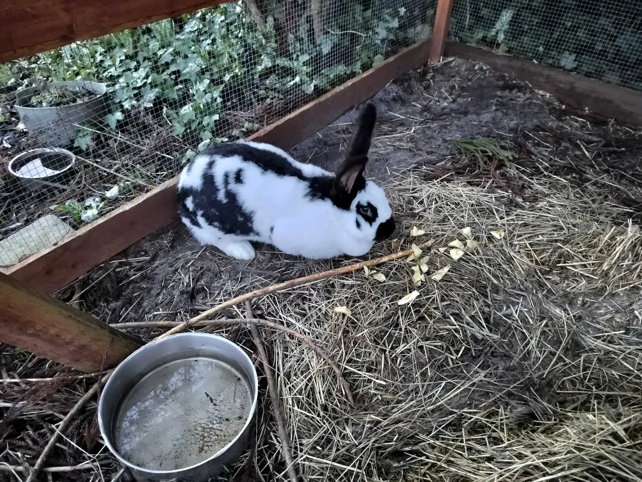 Billede 3 - Tysk slecke og belgisk kæmpe