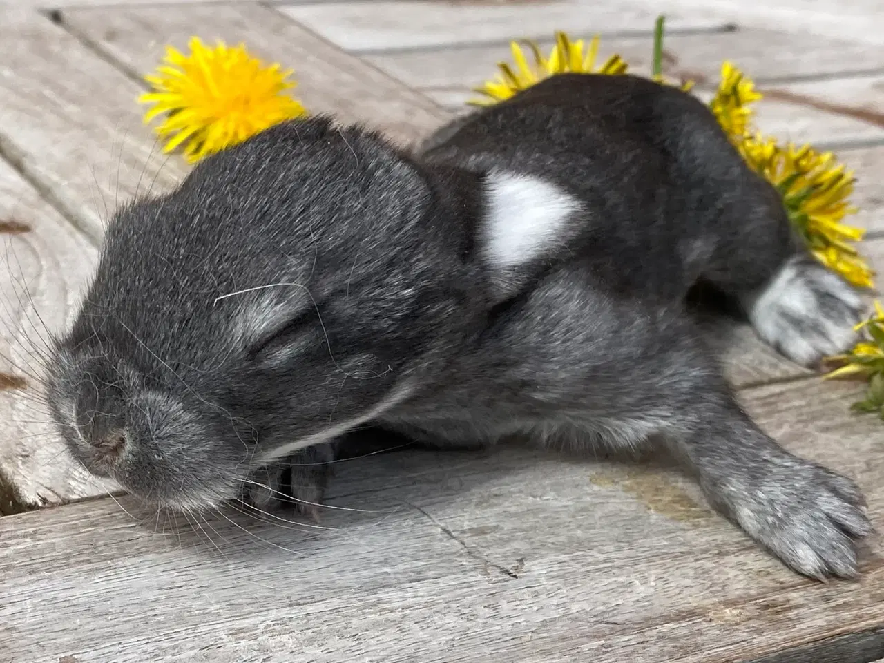 Billede 4 - FRANSK VÆDDER HUN CHINCHILLA