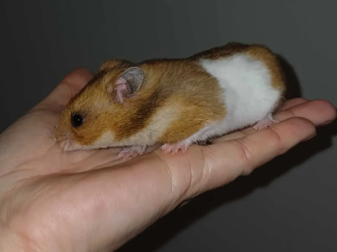 Billede 20 - Guldhamster unger