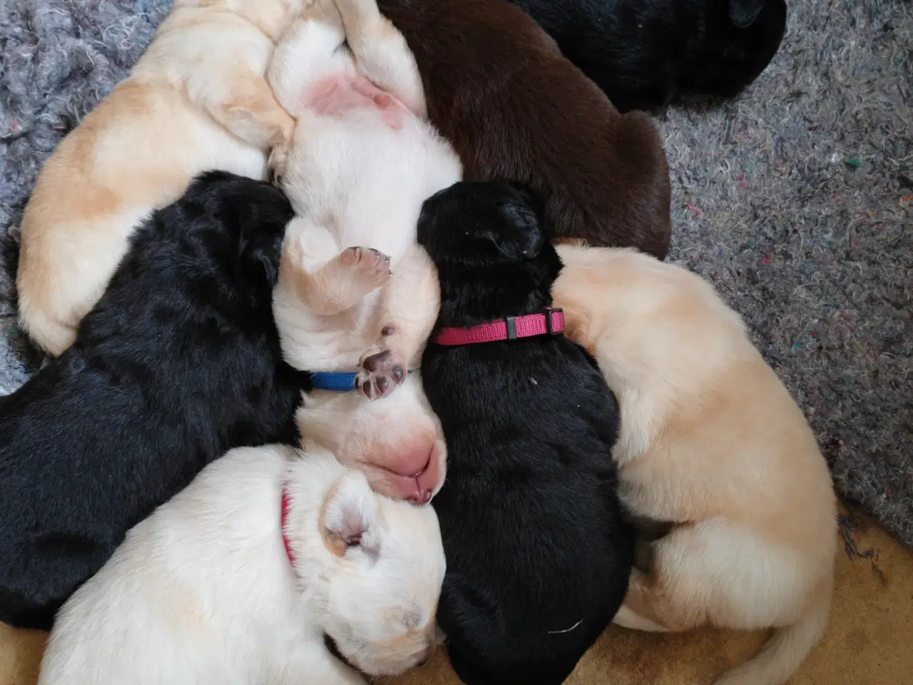 Billede 5 - Golden/Labrador blanding hvalpe 