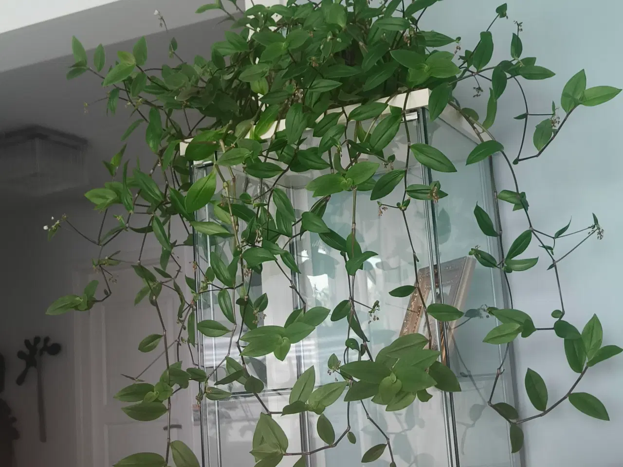 Billede 5 - Planter 