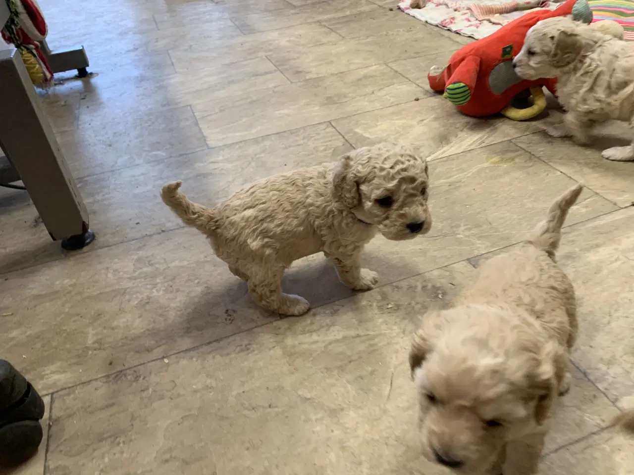 Billede 9 - Amerikanske Cockerpoo babyer 