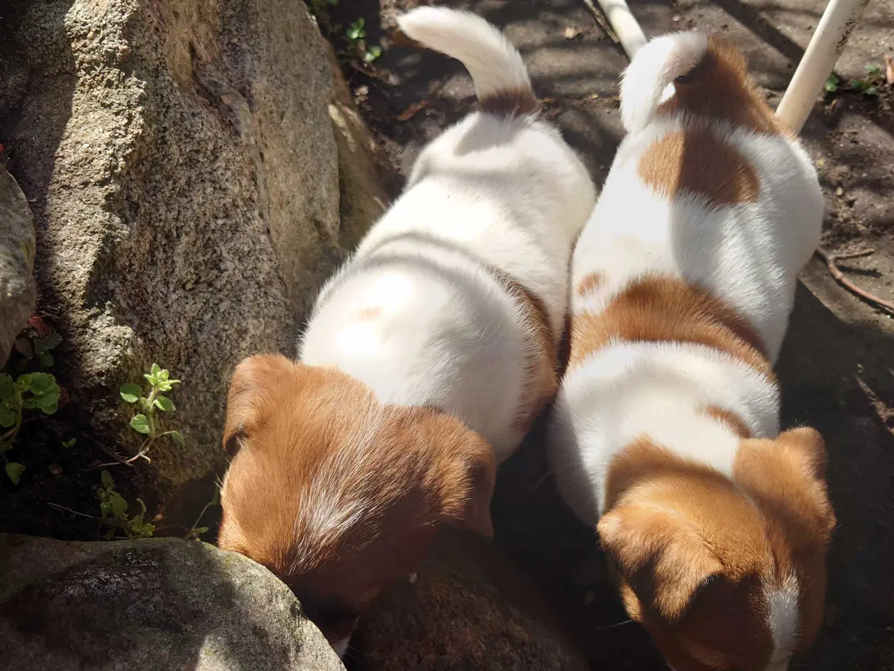 Billede 2 - Jack Russell hvalpe (lav benet type)