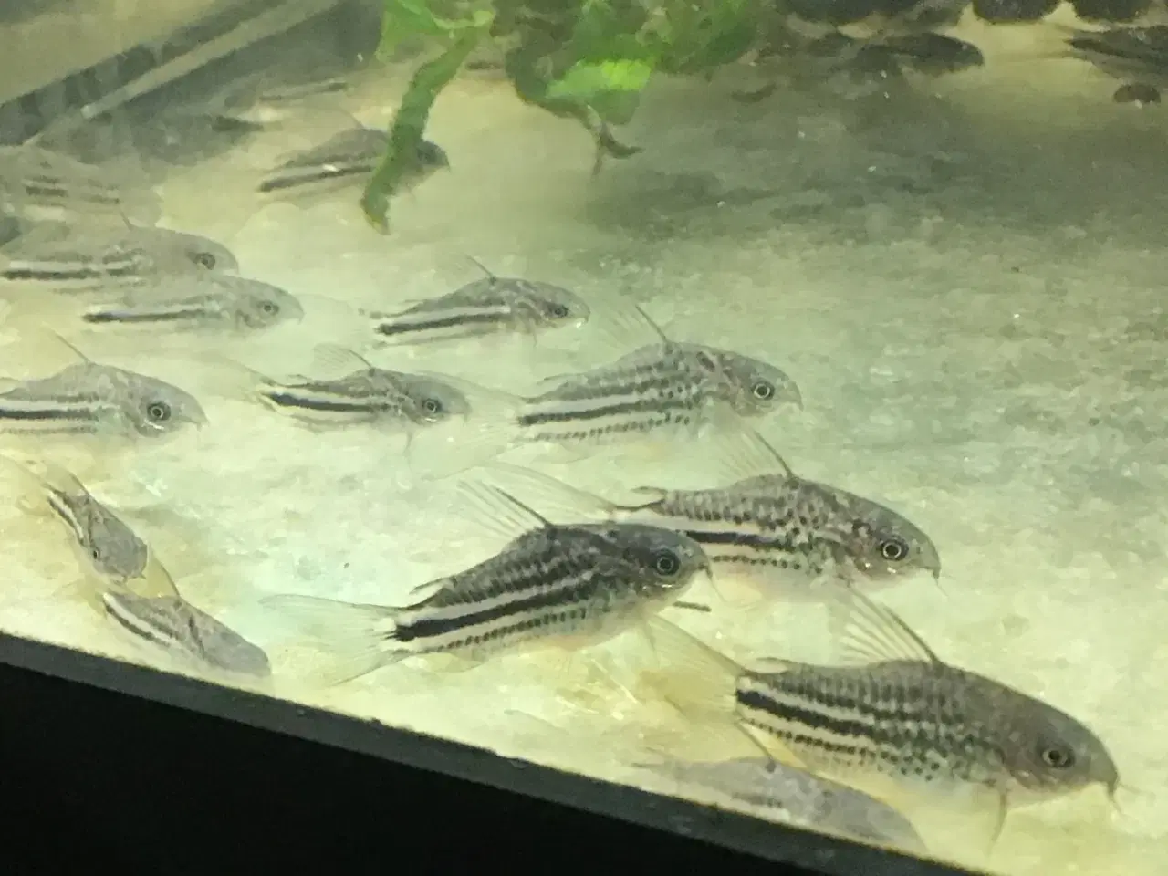 Billede 10 - Corydoras trilineatus trestribe. ungfisk dk