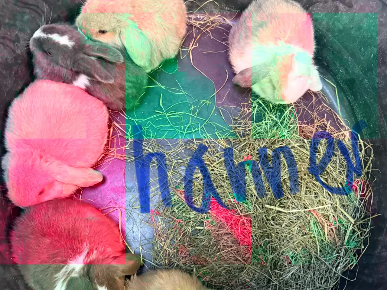 Billede 2 - Minilop kaninunger 