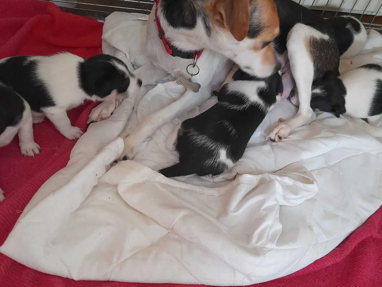 Billede 4 - Dansk svensk gårdhund 