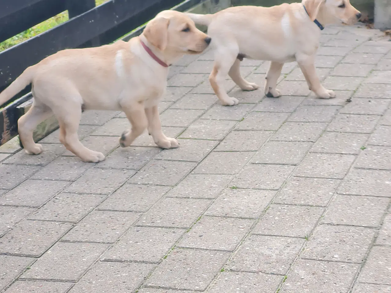 Billede 8 - Gule labrador hvalpe.