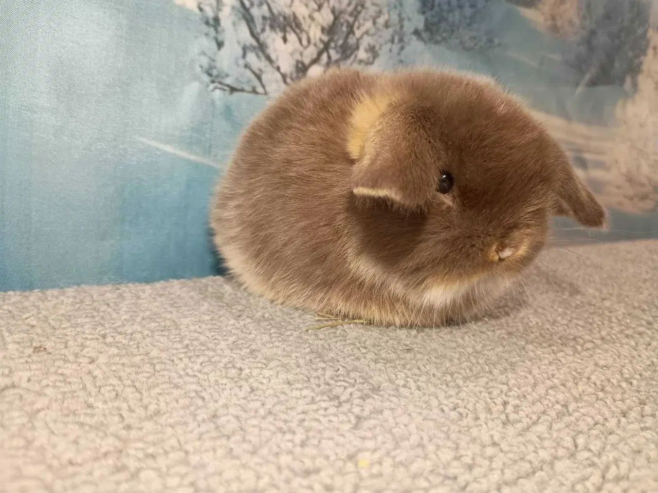 Billede 1 - Minilop pige, dværg kanin hun ung