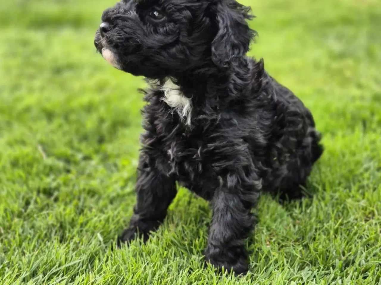 Billede 2 - Dværg puddel hvalpe