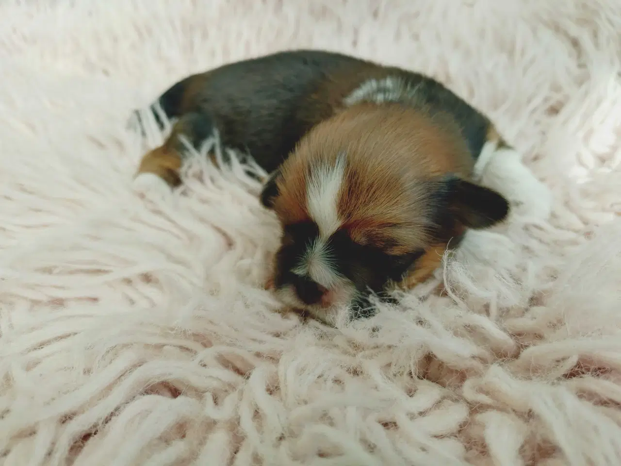 Billede 4 - Lhasa apso med stambog