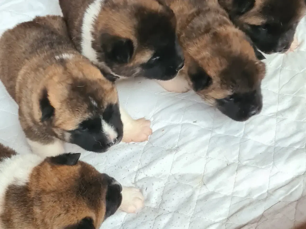 Billede 2 - 5 smukke American Akita hundehvalpe 