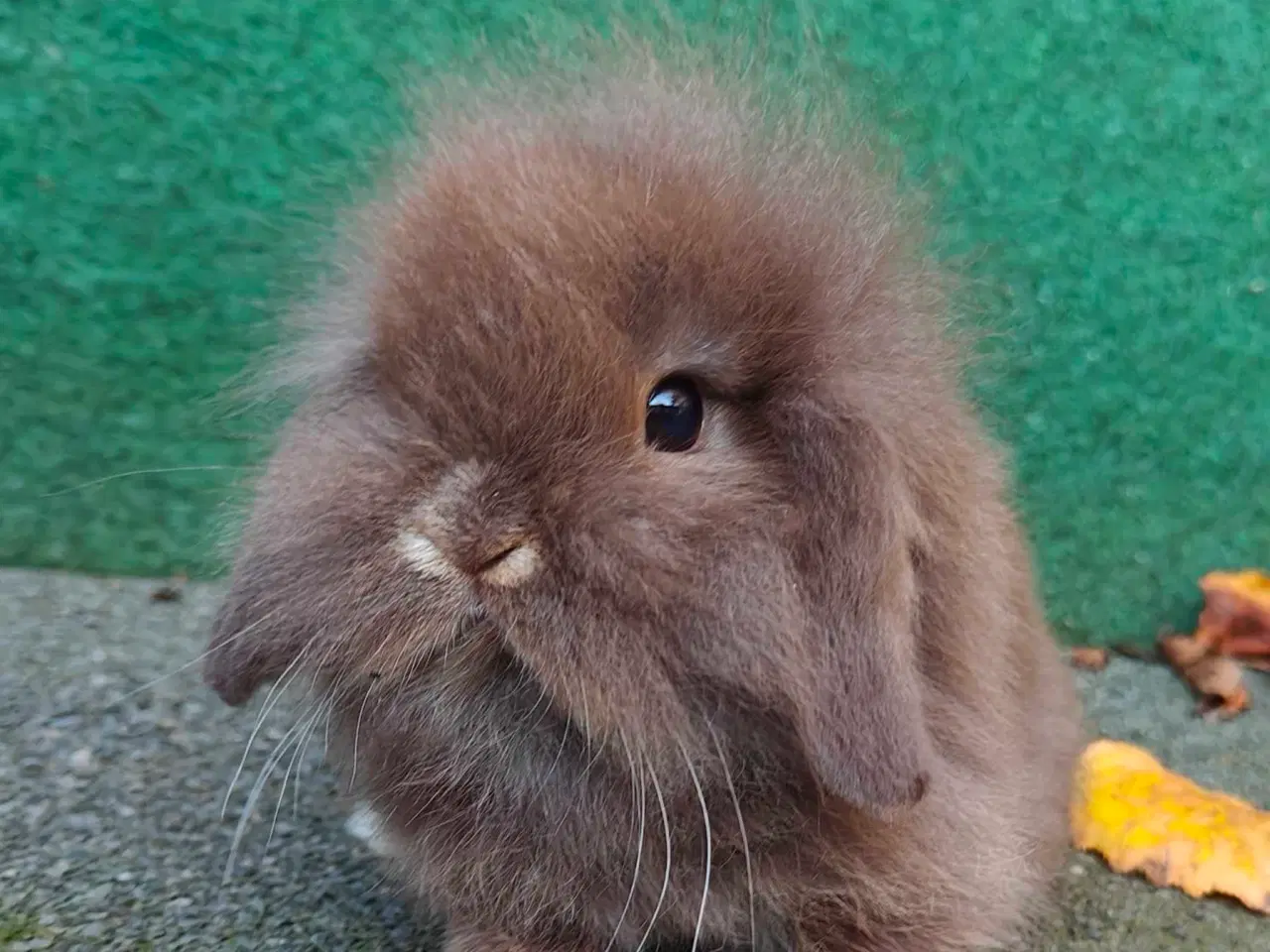 Billede 11 - Lionlop